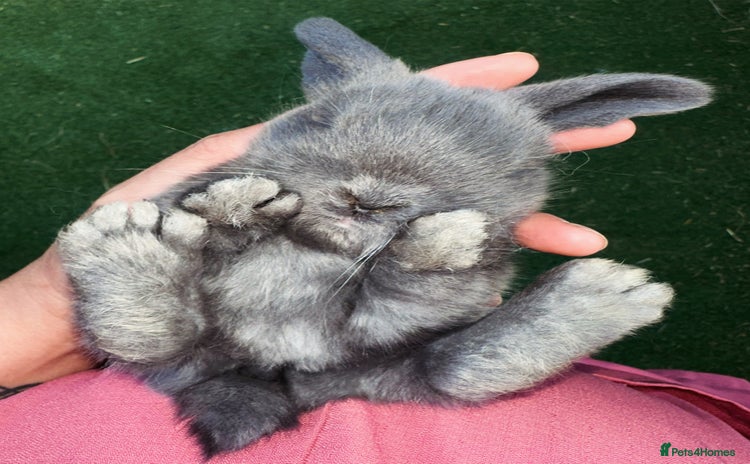 Mini Lop rabbits - Advert 9