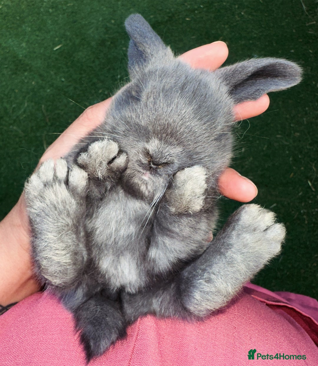 Mini Lop rabbits for sale: Cutest Baby Mini Lop Bunny’s  - Image 1
