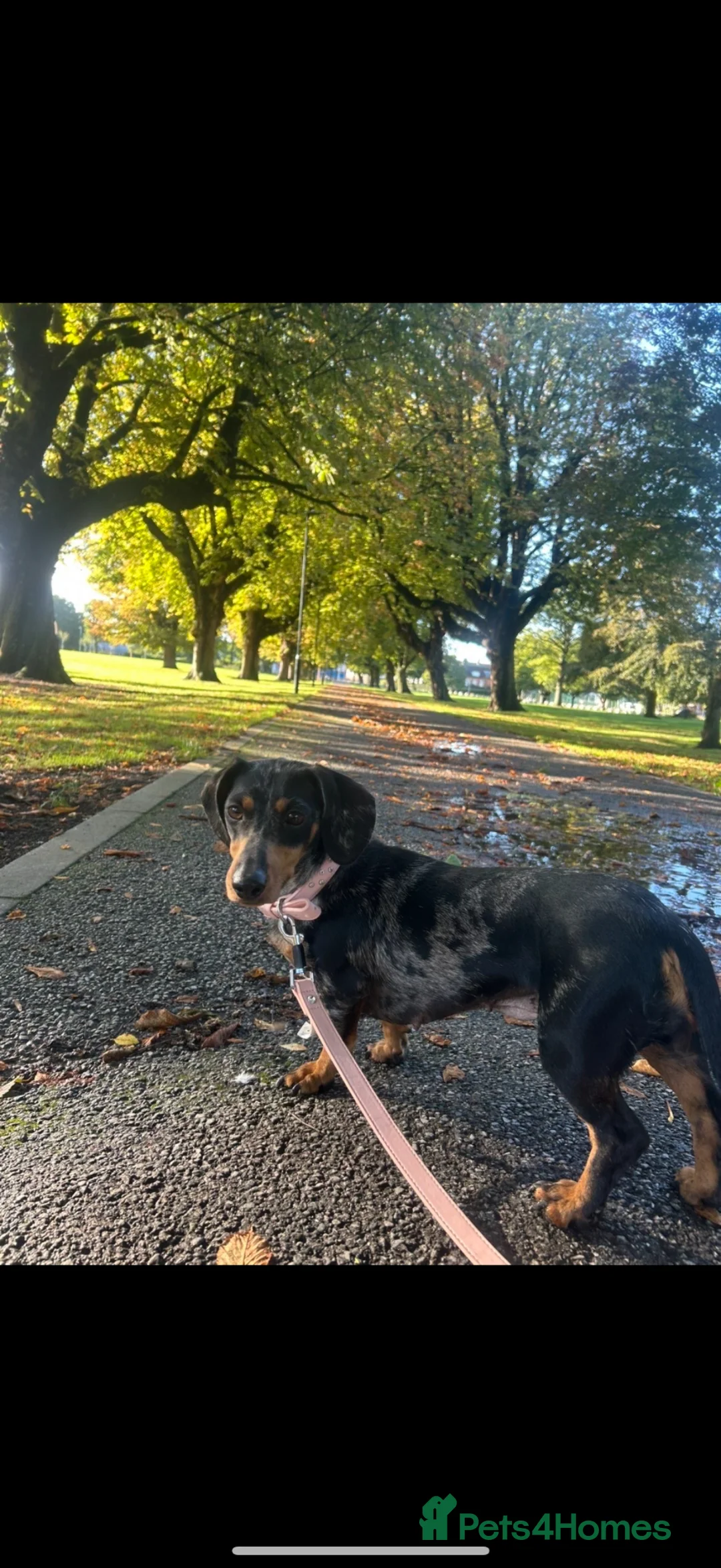 Dachshund dogs for sale: 4 merl pups in Hull - Advert 1