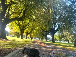 Dachshund dogs 4 merl pups - Advert 4