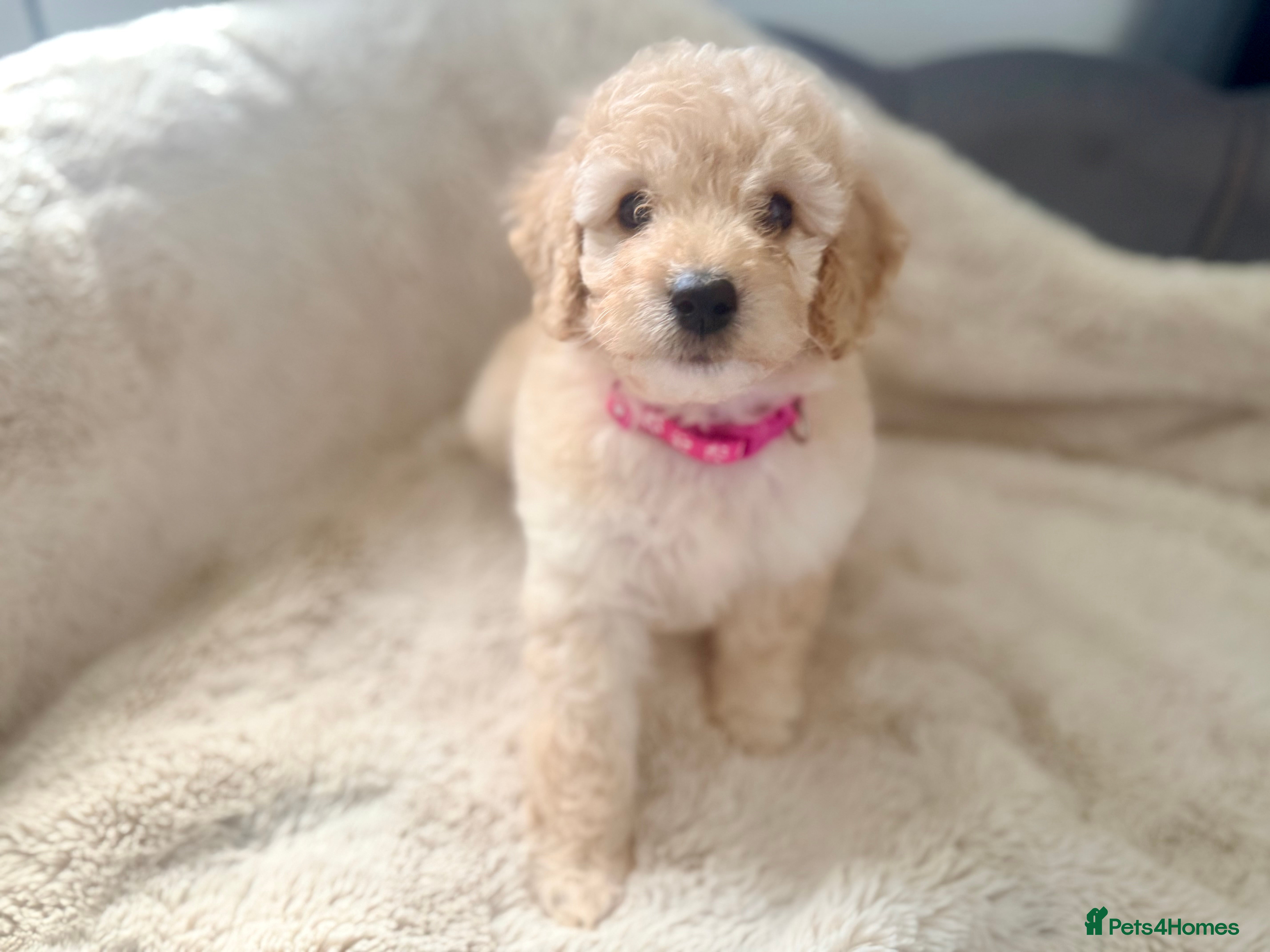 Cavapoo dogs Stunning F1b Cavapoo Puppies – 6 Girls & 2 Boys - Advert 1