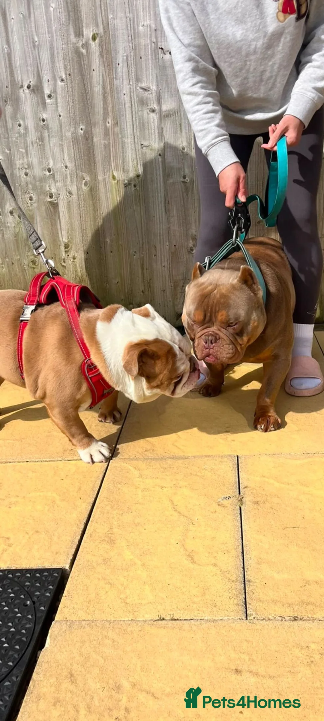 English Bulldog dogs for sale: Exotic English bulldog  - Advert 2