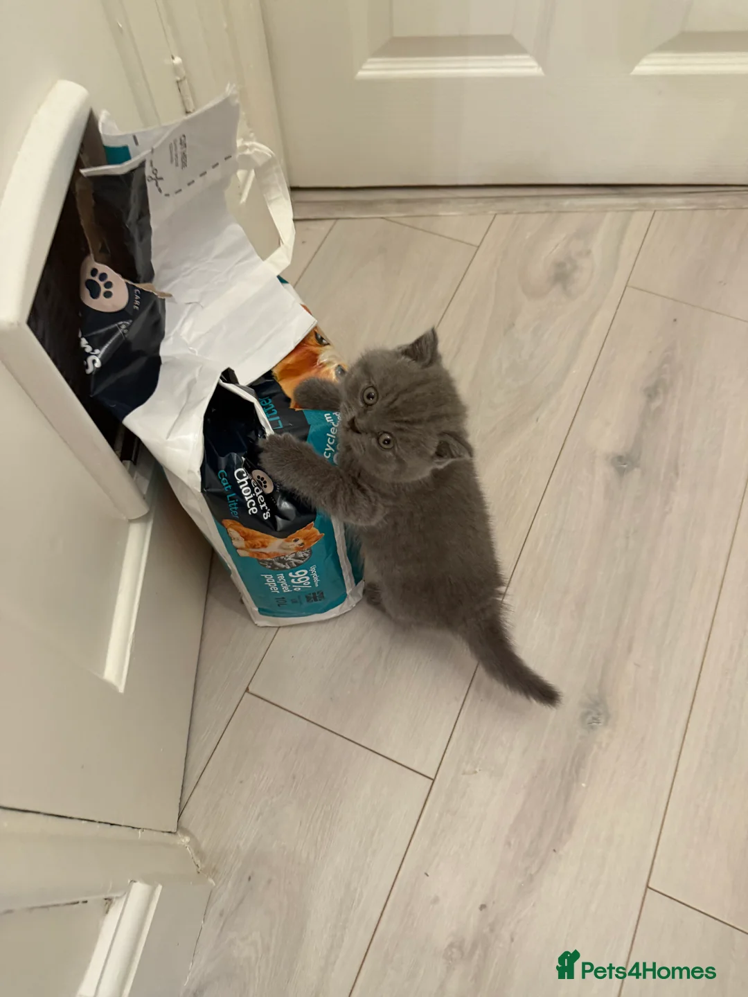 British Shorthair cats for sale: British Shorthair kittens - Advert 2