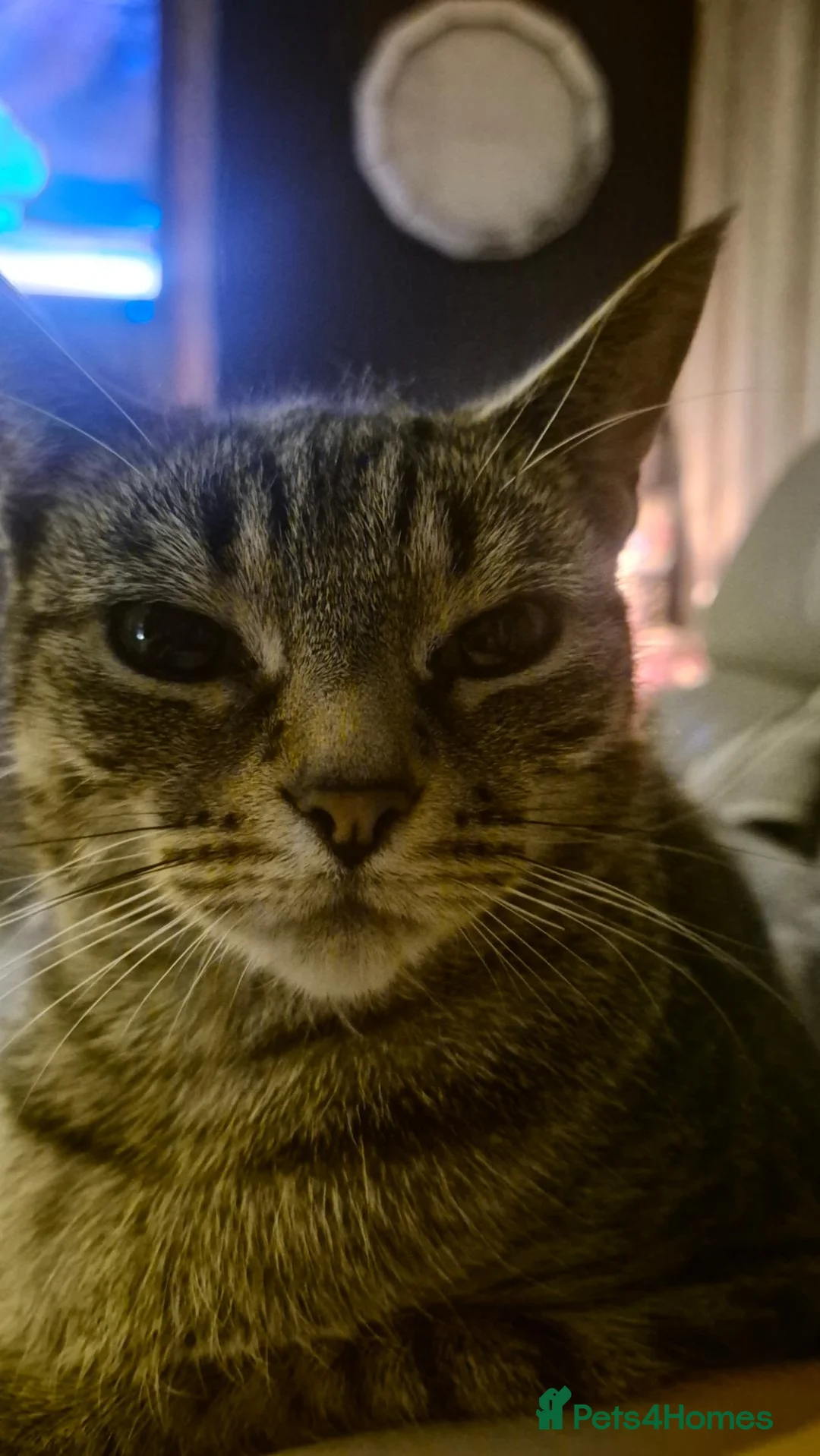Mixed Breed cats for sale: Gorgeous male kittens in Alexandria - Advert 1