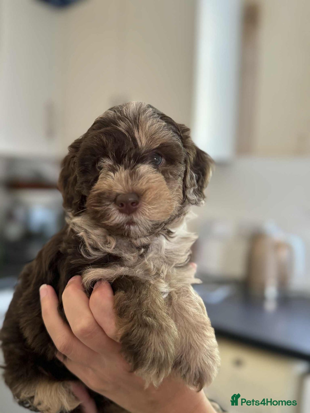 Sheepadoodle dogs for sale: F1b mini sheepadoodles - Image 22