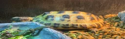 Tortoise reptiles for sale: 2 year old Horsefield tortoise - Advert 8