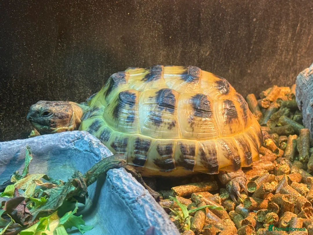 Tortoise reptiles for sale: 2 year old Horsefield tortoise - Advert 8