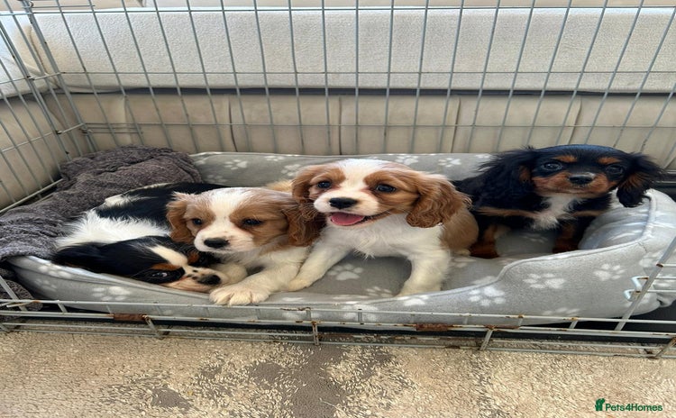 Cavalier King Charles Spaniel dogs - Advert 13