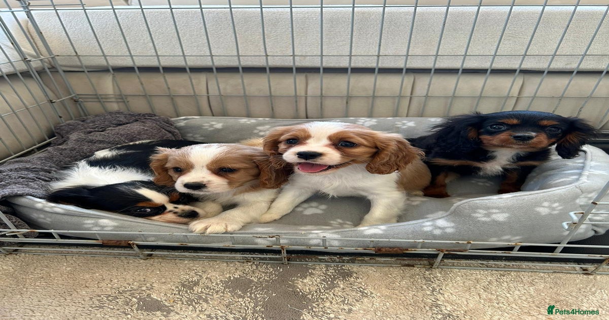 Cavalier King Charles Spaniel Cavachon Puppies Gumtree Cavalier