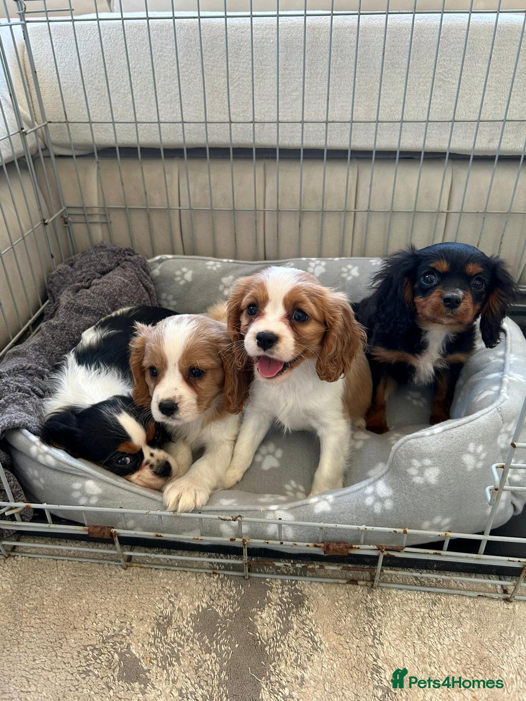 Cavalier King Charles Spaniel dogs for sale: Gorgeous King Charles cavalier puppies  - Image 1
