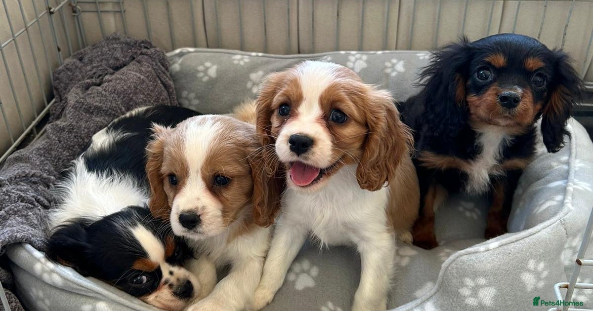 Cavalier King Charles Spaniel Cavachon Puppies Gumtree Cavalier
