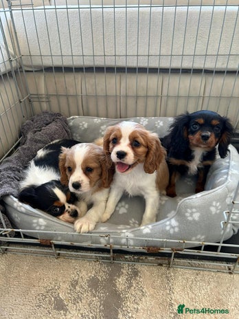 Cavalier King Charles Spaniel dogs - Advert 5