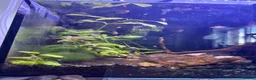 Platies fish for sale: Mixture of platy fish available  in Reading - Advert 5