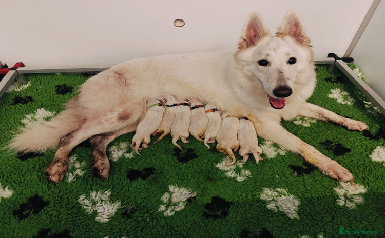 White Swiss Shepherd dogs - Advert 1