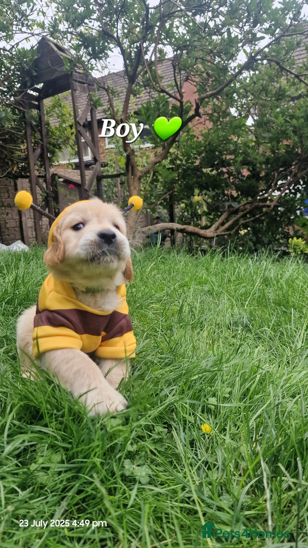 Golden Retriever dogs for sale: 💫💫💫 All puppies are reserved 💫💫💫 in Saint Helens - Image 6