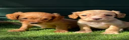 Cocker Spaniel dogs for sale: Stunning KC reg and fully health tested  - Advert 4