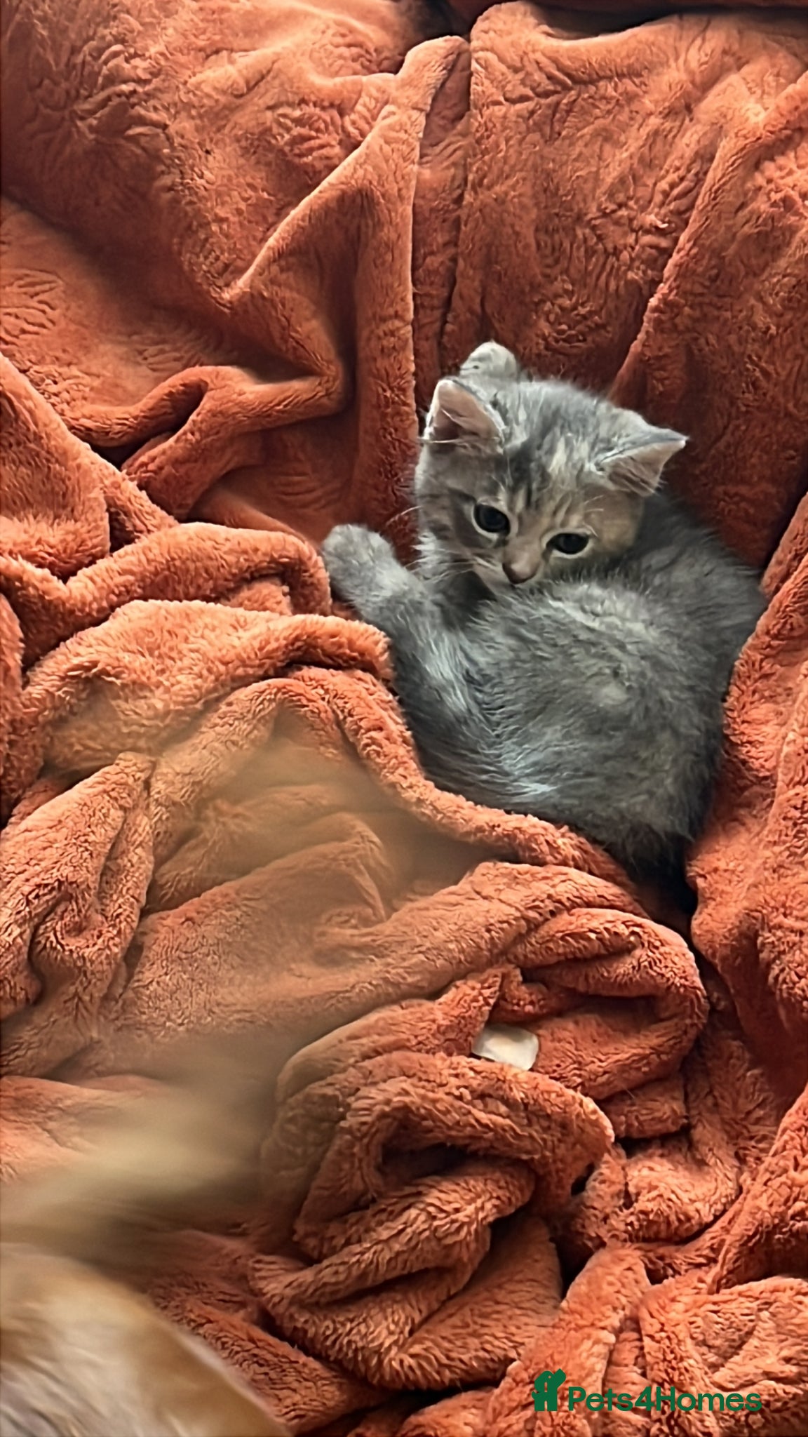 Mixed Breed cats  Super cute grey female kitten left.  - Advert 18