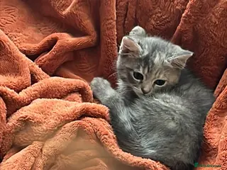 Mixed Breed cats Super cute grey female kitten left. - Advert 18