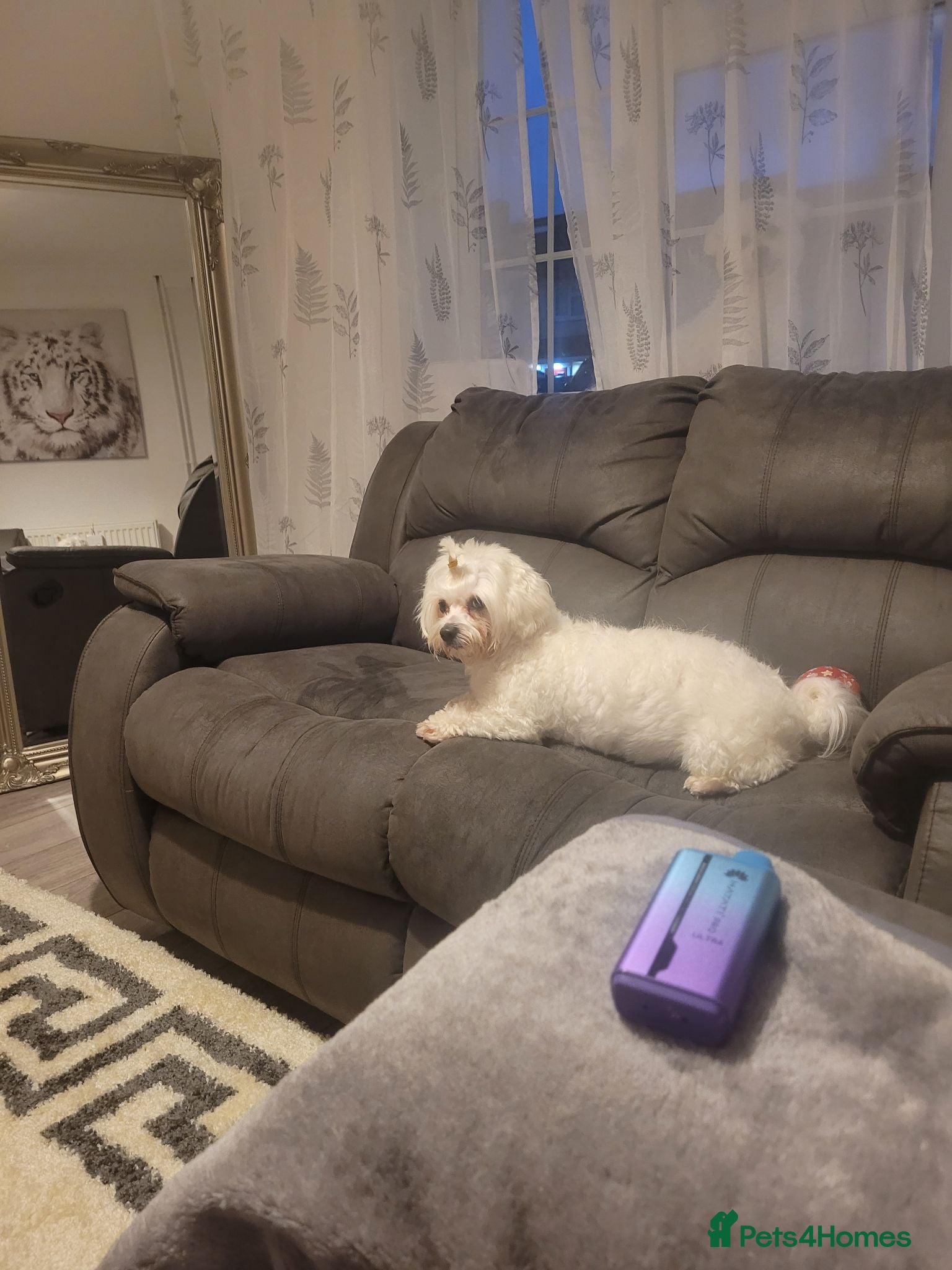 Bichon Frise dogs Gorgeous bishon pupy boy.  - Advert 1