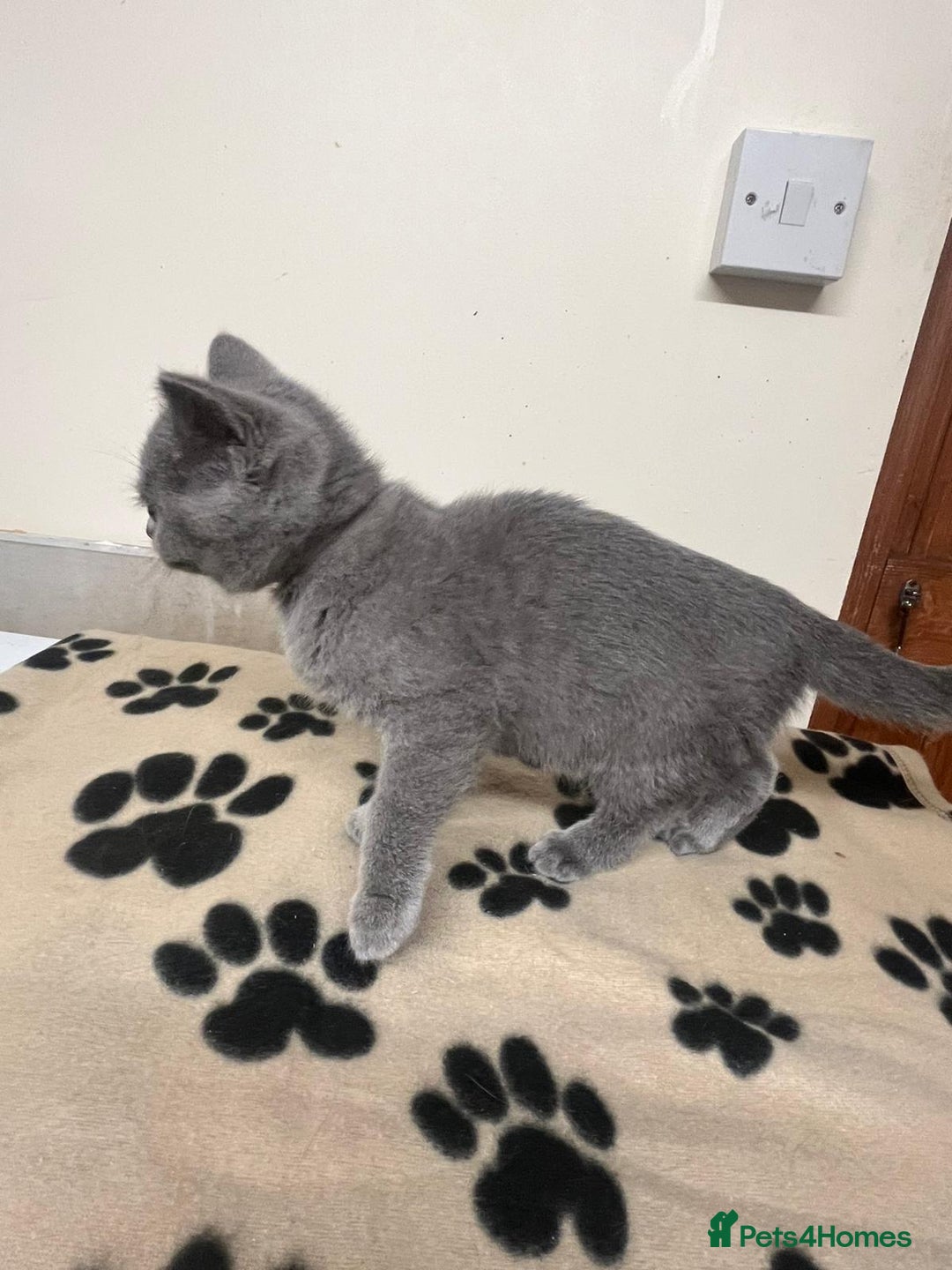 British Shorthair cats for sale: 3 BSH female kittens remaining-  ready now.  - Image 10