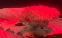 Sealyham Terrier dogs for sale: Stunning Litter Of Sealyham Terriers  - Image 2