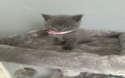 British Shorthair cats for sale: Stunning litter of bsh  - Image 8