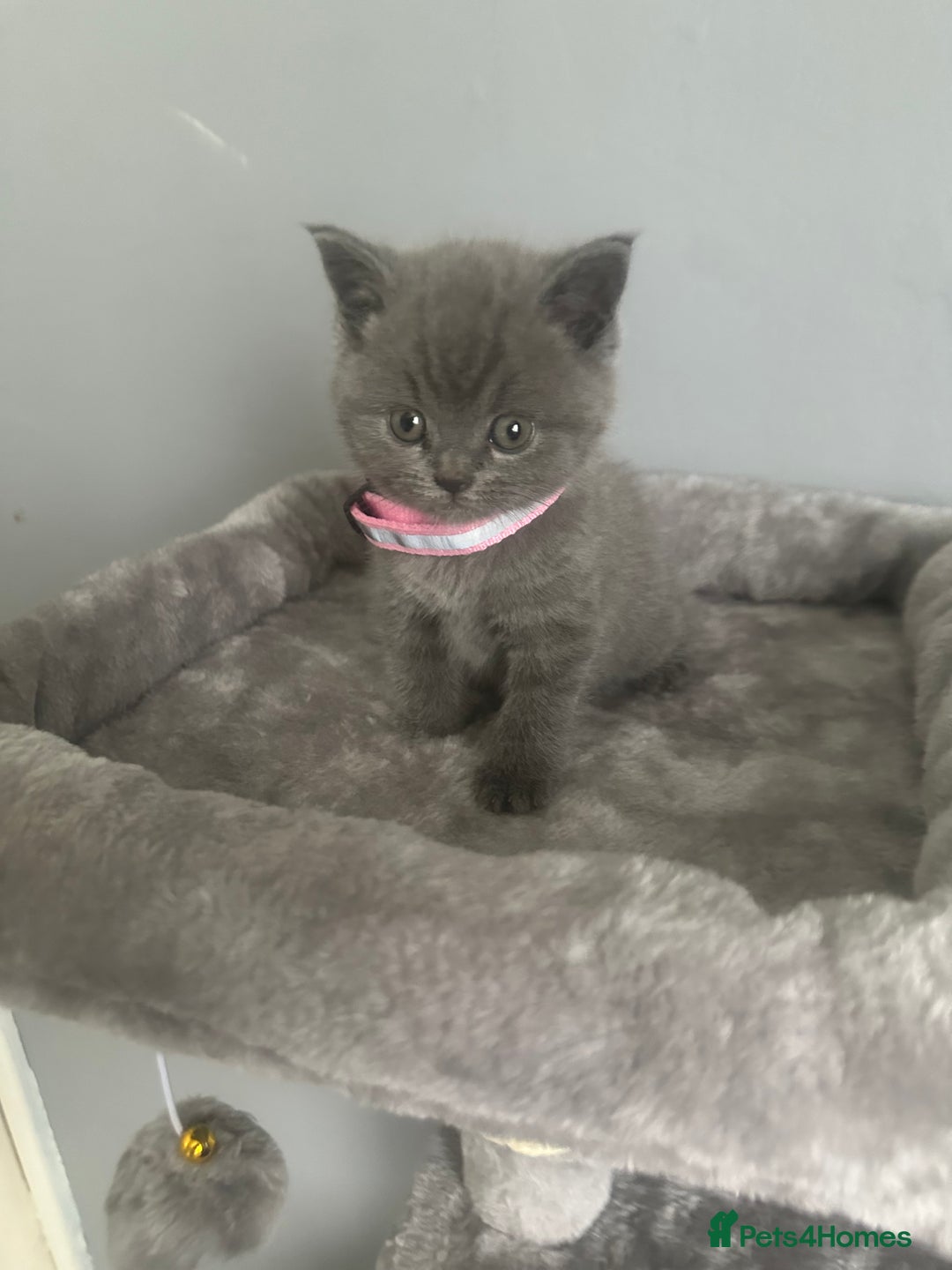British Shorthair cats for sale: Stunning litter of bsh  - Image 8