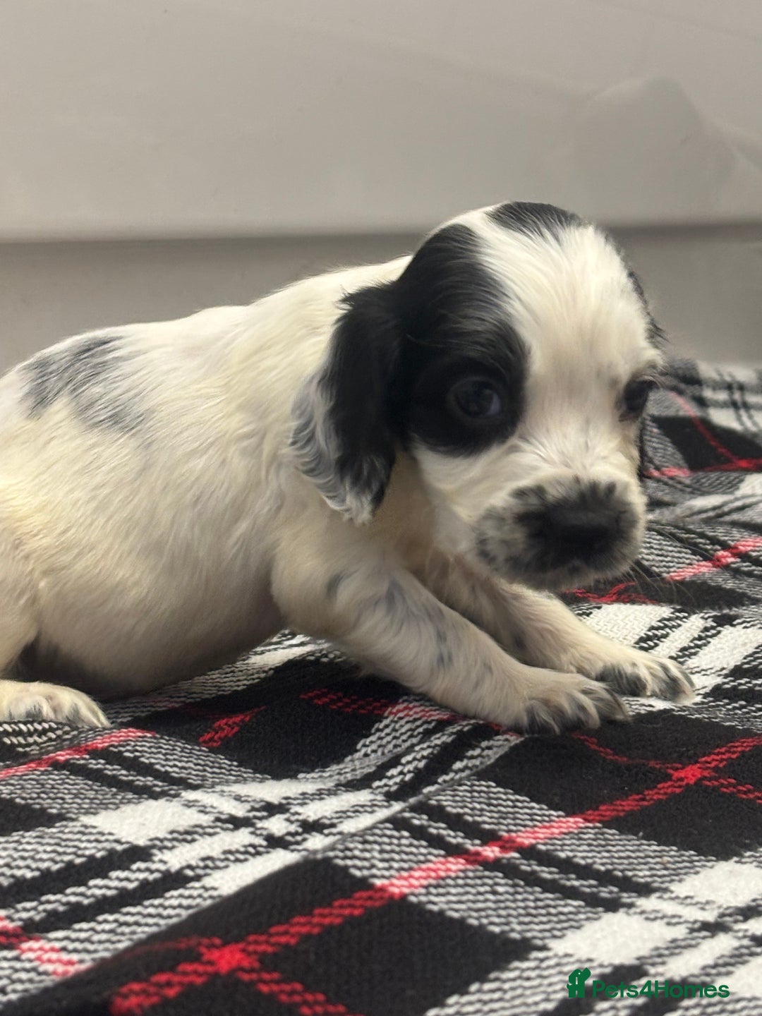 Cocker Spaniel dogs for sale: Adorable Show type cocker spaniel puppy’s  - Image 4