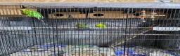 Budgerigars birds for sale: Budgies for Sale. Full Setup Included in Basildon - Advert 2