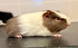 Guinea Pig rodents for sale: 2 sows 1 boar  - Image 4