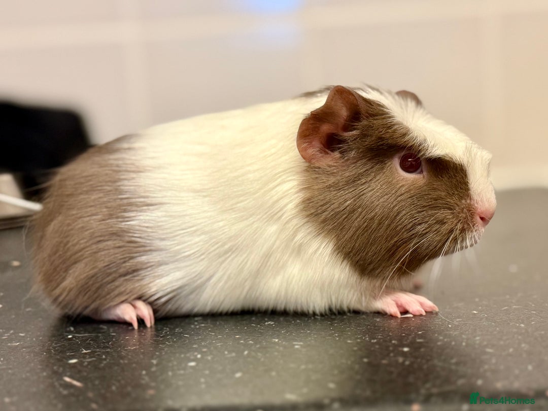 Guinea Pig rodents for sale: 2 sows 1 boar  - Image 4
