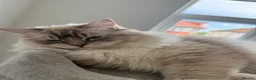 Ragdoll cats for sale: Beautiful Ragdoll Cats Looking for Loving Homes - Advert 7