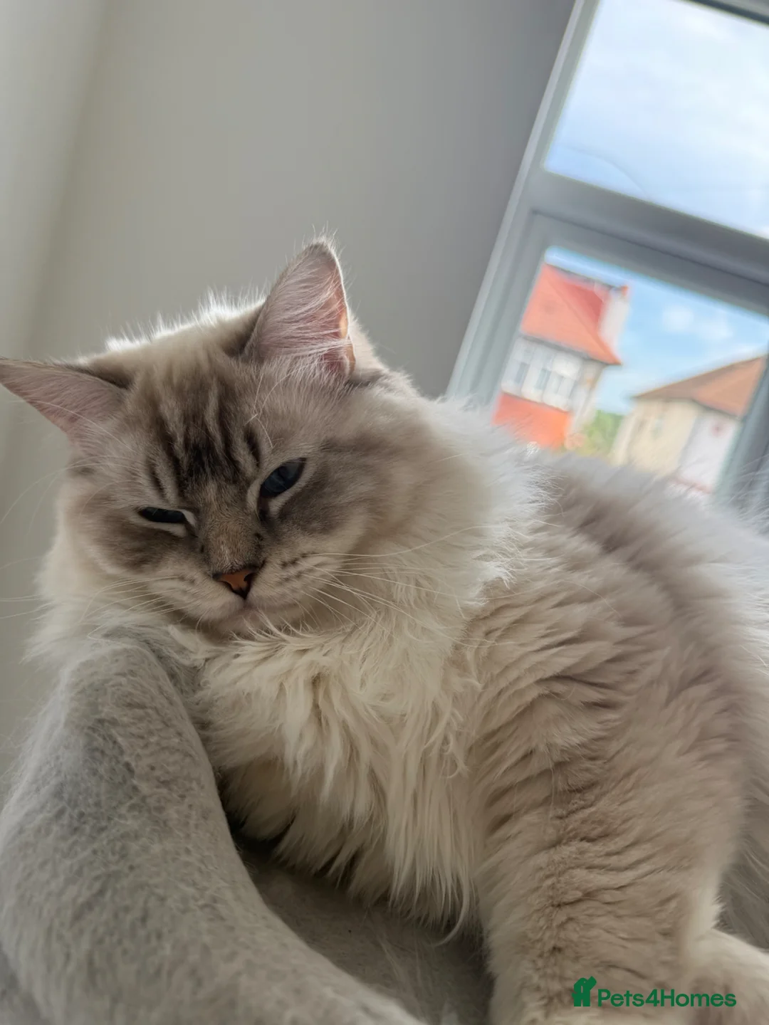 Ragdoll cats for sale: Beautiful Ragdoll Cats Looking for Loving Homes - Advert 7