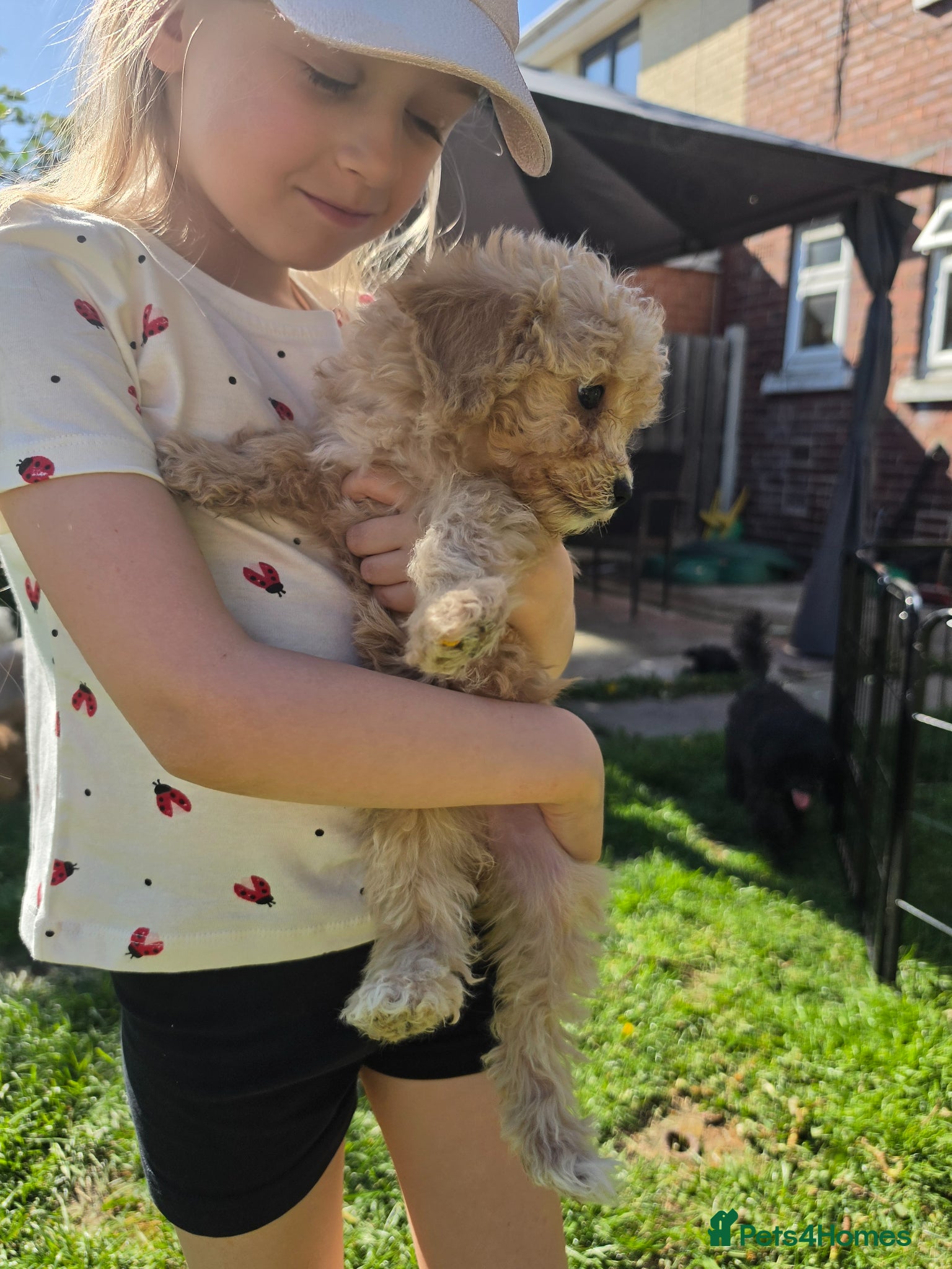 Poochon dogs for sale: Boys 850 , Girls 1050  - Advert 30