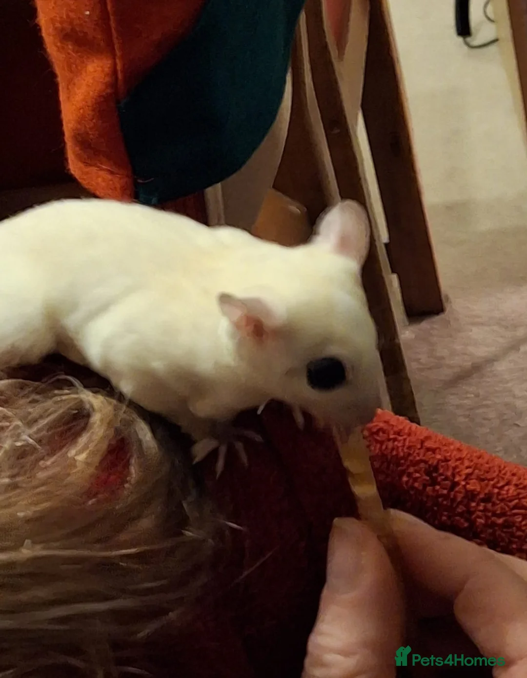 Sugar Glider rodents for sale: Pair of Leucistic Sugar Gliders - Advert 2