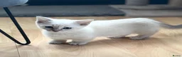 Munchkin cats for sale: Stunning short legged munchkin kitten - Advert 7