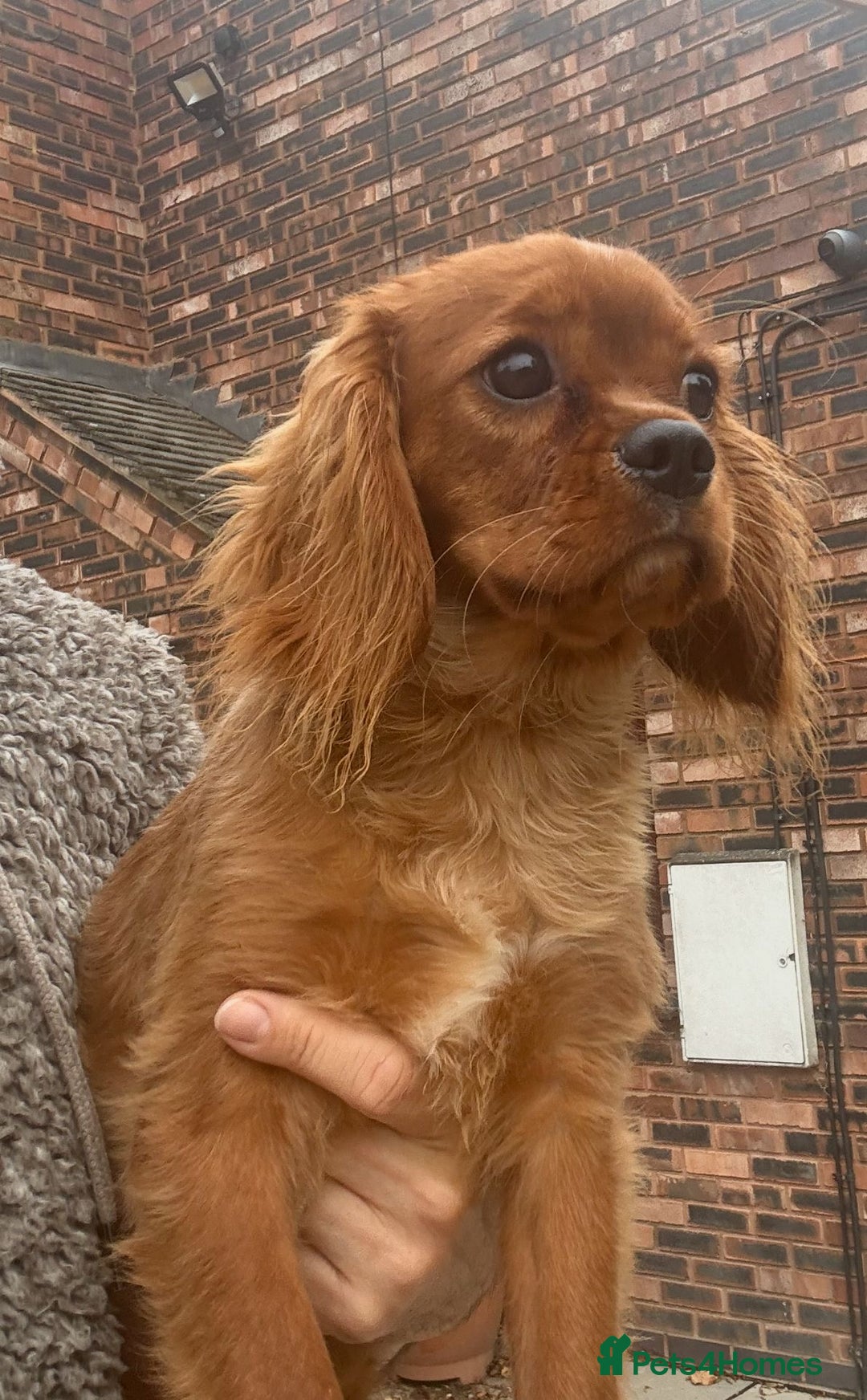 Cavalier King Charles Spaniel dogs for sale: Meet Charlie  - Image 3