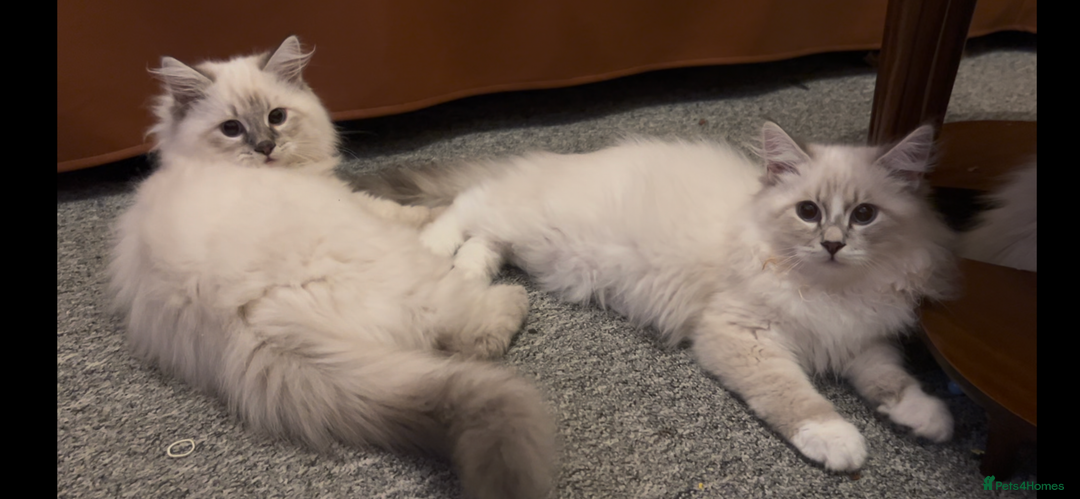 Siberian cats for sale: Sweet human friendly Siberians  - Advert 8