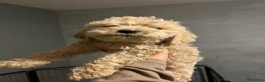 Goldendoodle 2