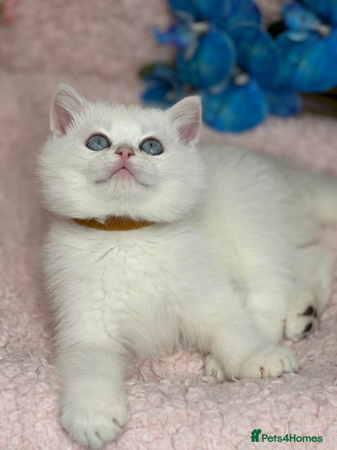 British Shorthair cats for sale: British shh golden, silver  GCCF kittens  - Advert 4