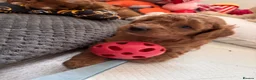 Cavapoochon dogs for sale: Miniature Cavapoochon Puppies for Sale - Advert 14