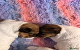 Jack Russell dogs for sale: Pedigree Jack Russell Terriers - Image 10