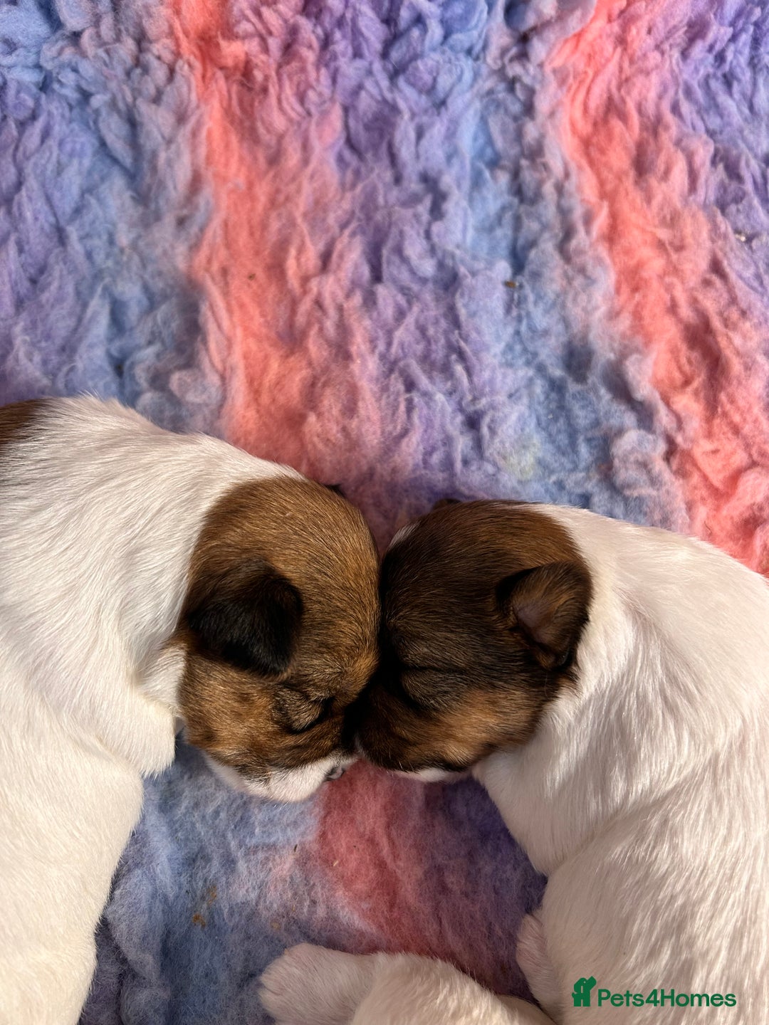 Jack Russell dogs for sale: Pedigree Jack Russell Terriers - Image 10