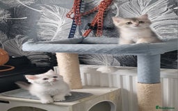 British Shorthair cats for sale: British shorthair kittens  - Image 7