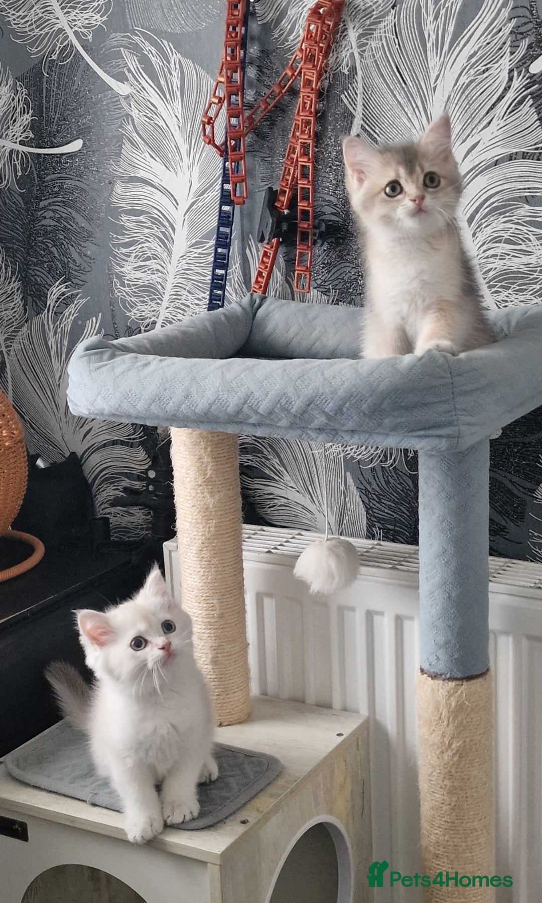 British Shorthair cats for sale: British shorthair kittens  - Image 7