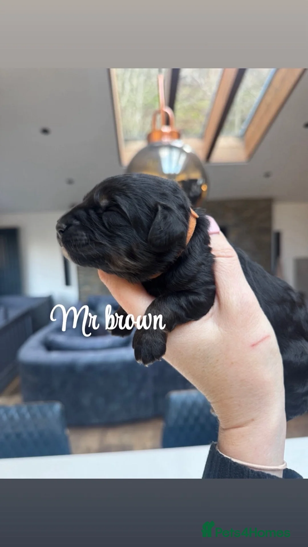 Bernedoodle dogs for sale: Merle, Black & Tan Mini Outstanding Bernedoodles - Advert 12