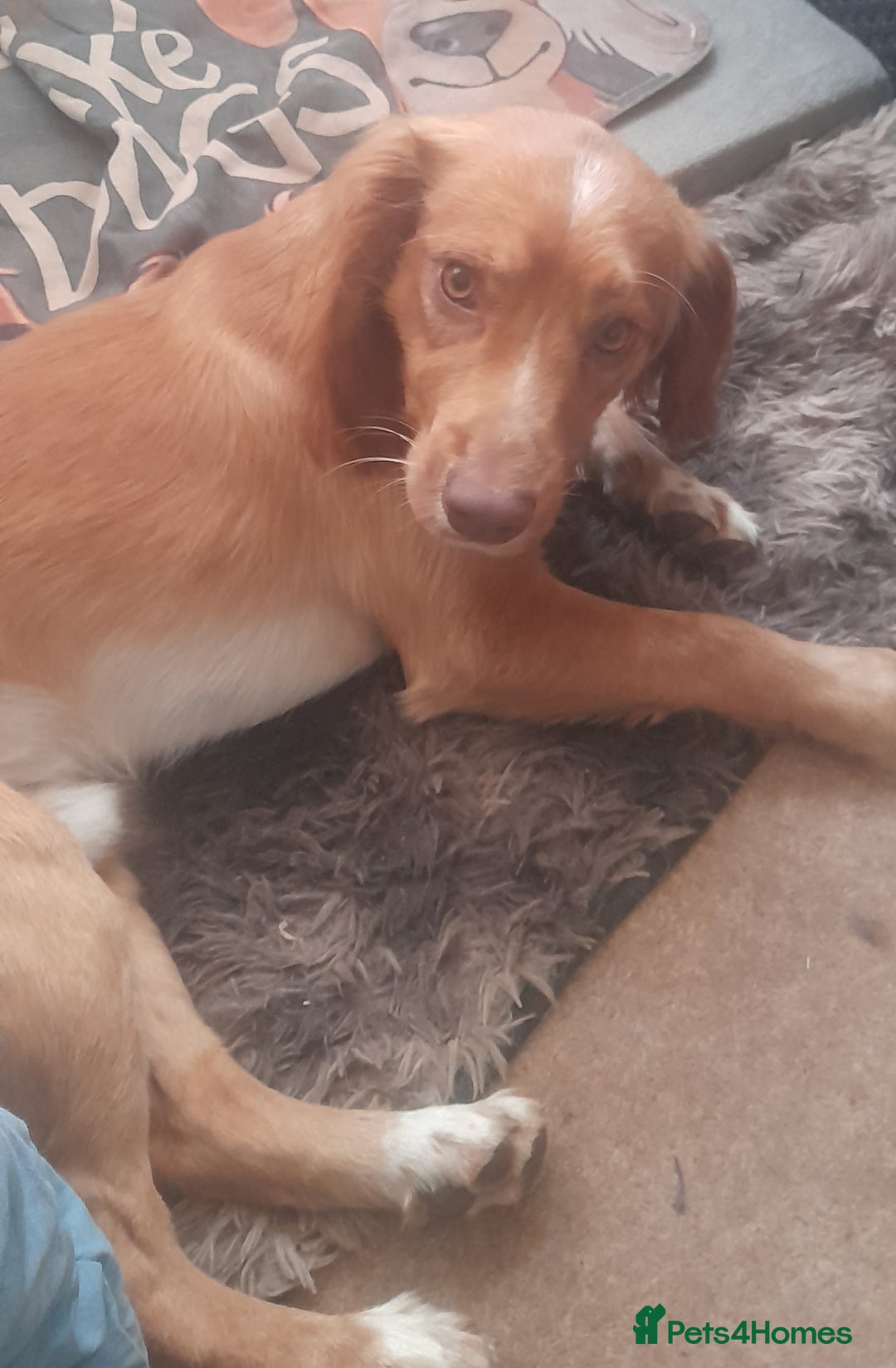 Sprocker dogs for sale: Beautiful Chocolate Sprocker  - Advert 10