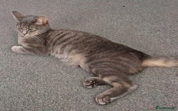 Domestic Shorthair cats for sale: 3 years old female cat  - Image 1
