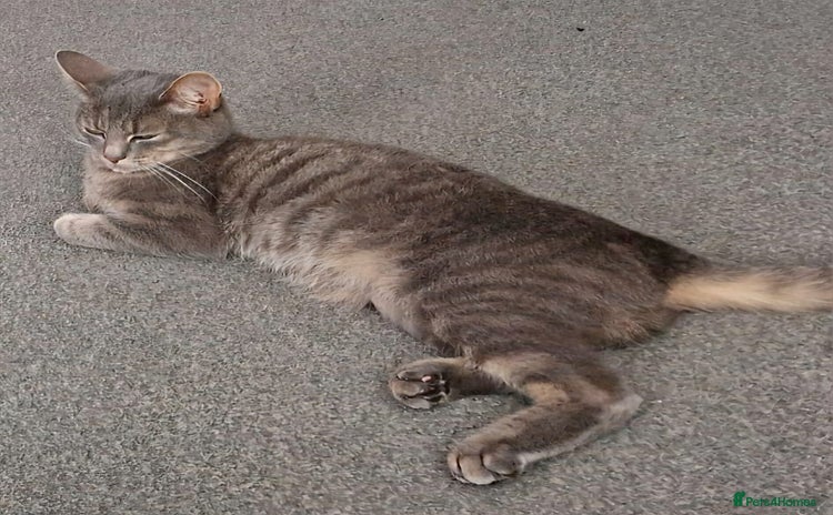 Domestic Shorthair cats - Advert 1