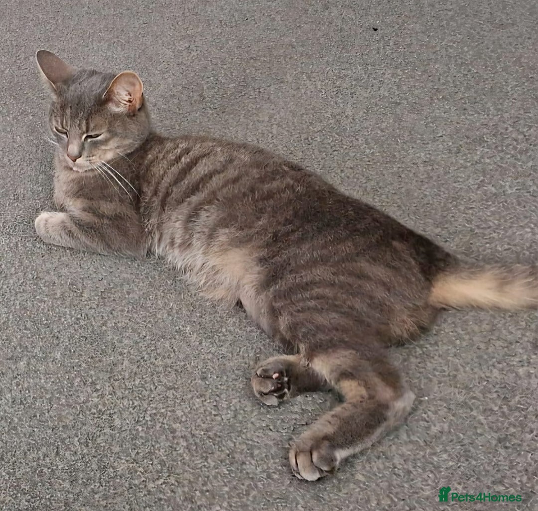 Domestic Shorthair cats for sale: 3 years old female cat  - Image 1